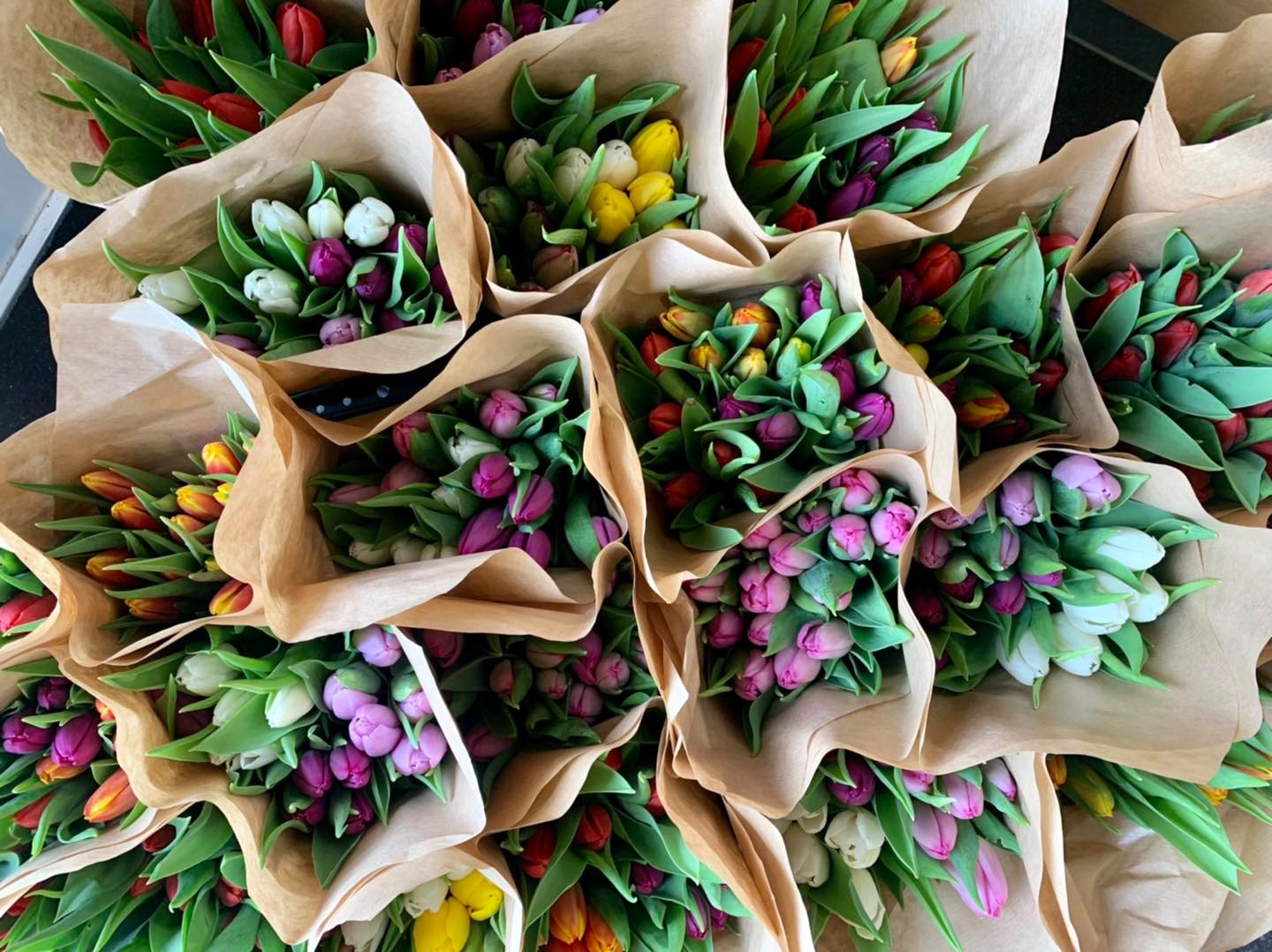 Tulips For Sale